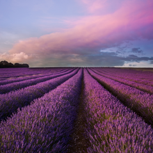 Load image into Gallery viewer, Lavender Soy Candle