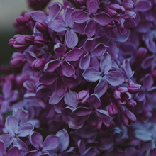 Load image into Gallery viewer, Lavender Soy Candle