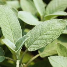 Load image into Gallery viewer, Blackberry Sage Soy Candle